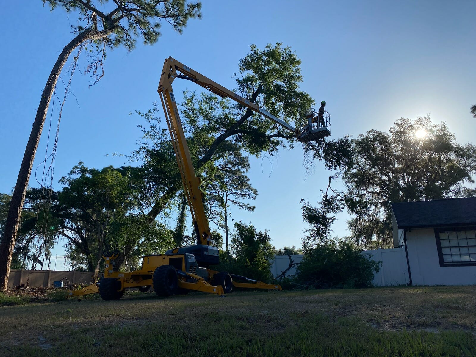 worker in large lift to reach tree limbs